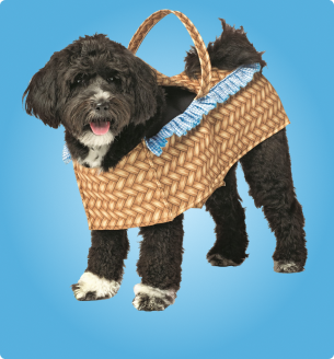 Dog Costumes